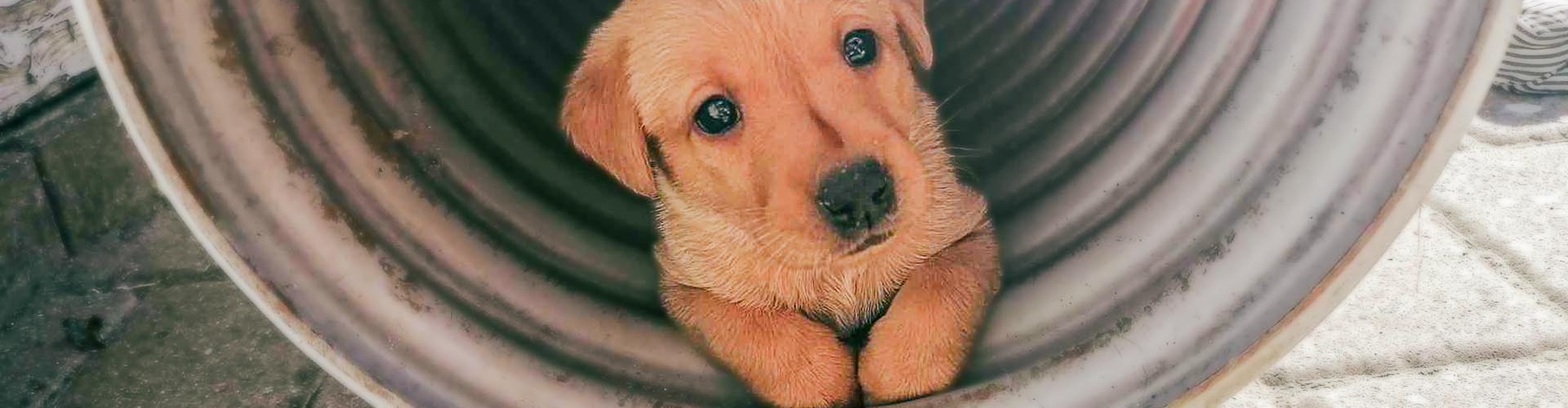 Labrador hvalp fra kennel Maxjan