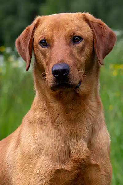 Fox in daylight on jupiter copy