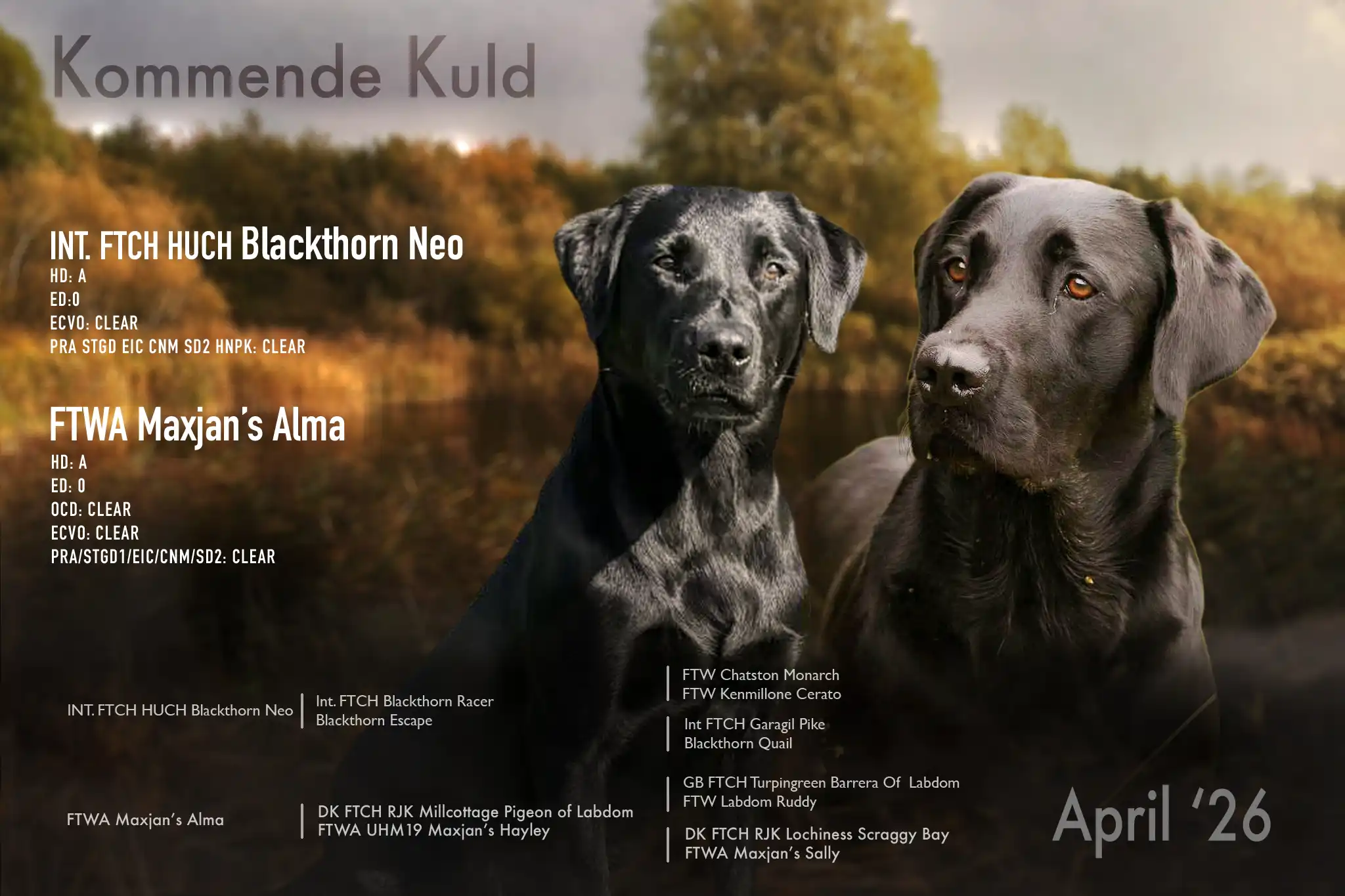 webreklame for kuld fuld Labrador hvalp fra kennel Maxjan